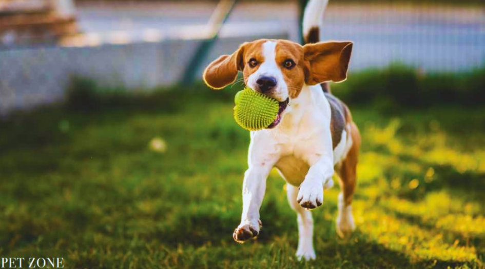 Purva-Clermont-Amenities-Pet-Zone